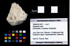 Foto (Objekt + Etikett) von Decapoda indet.  (NHMW-GEO-1990-0041-2617)
